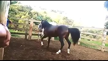 Cavalo